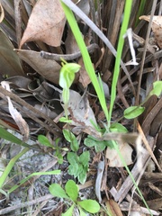Pterostylis ectypha