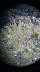 Melanerpes hoffmannii