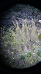 Melanerpes hoffmannii