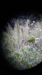 Melanerpes hoffmannii