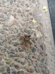 Kukulcania hibernalis