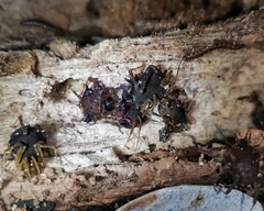 Metagyndes pulchella