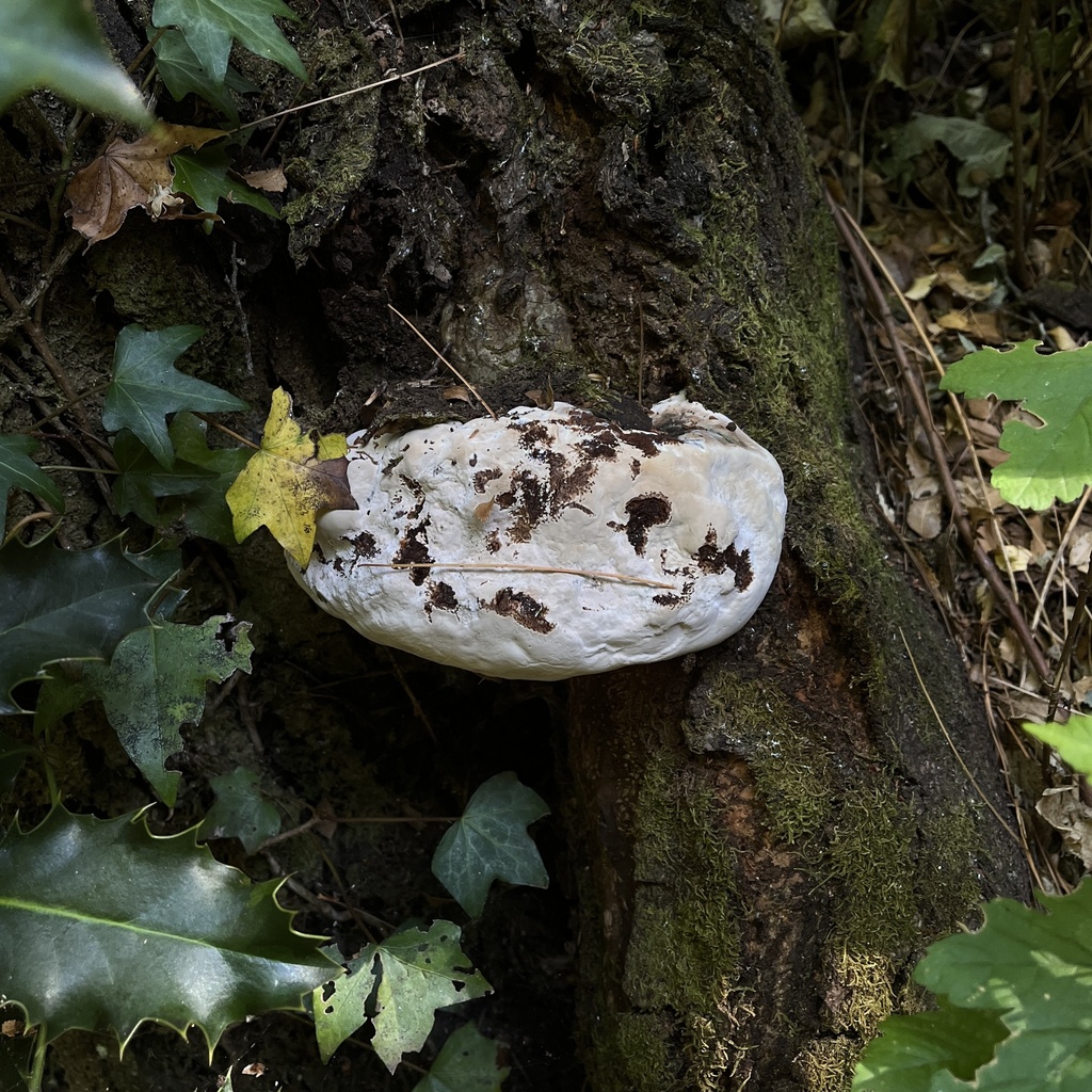Ganoderma australe · January 2023 · photo: © cristianriquelme (iNaturalist, cc-by)