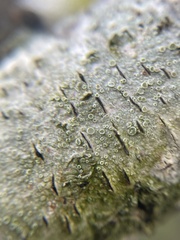 Lecanora carpinea