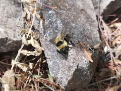 Bombus opifex