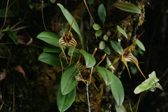 Masdevallia