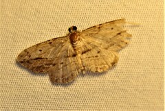 Didymoctenia