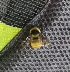 Bombus opifex