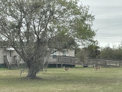 Odocoileus virginianus seminolus