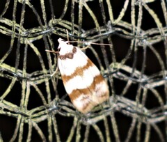 Chezala brachypepla