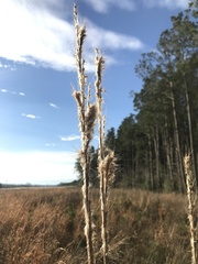 Typha latifolia