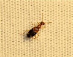 Stricticomus tobias