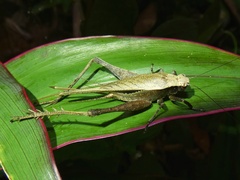Eneoptera surinamensis