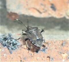 Oncocoris