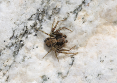Thomisidae