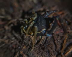 Acanthoprocta pustulata