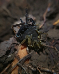 Acanthoprocta pustulata