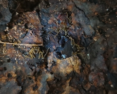 Acanthoprocta pustulata