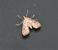 Parapoynx crisonalis