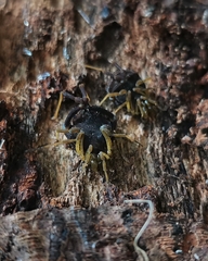 Acanthoprocta pustulata