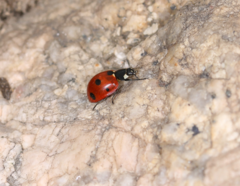 Coccinella septempunctata