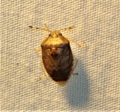 Menida