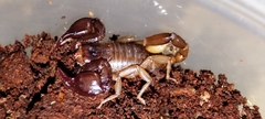 Euscorpius mingrelicus