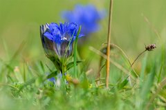 Gentiana septemfida