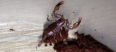 Euscorpius mingrelicus