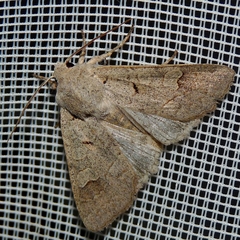 Ammoconia caecimacula