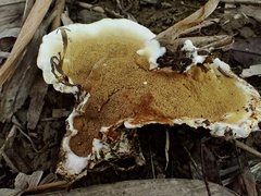 Serpula similis