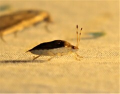 Menida