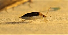Menida