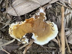 Serpula similis