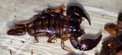 Euscorpius mingrelicus