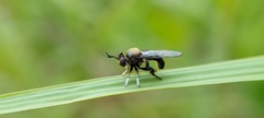 Cerotainia