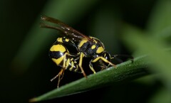 Eumenes mediterraneus