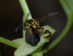 Eumenes mediterraneus