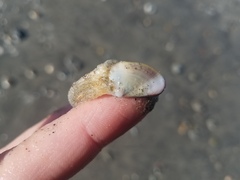Tellinoidea