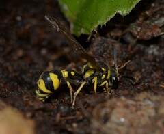 Eumenes mediterraneus