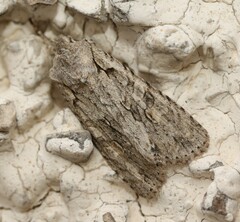 Lithophane ornitopus