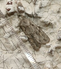 Lithophane ornitopus