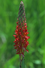 Disa polygonoides