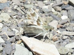 Muschampia orientalis