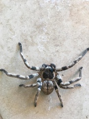 Polybetes pythagoricus