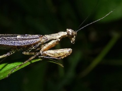 Pseudomiopteryx infuscata