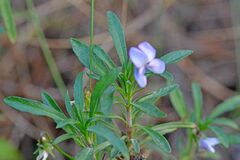 Viola arborescens