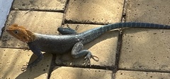 Agama lionotus