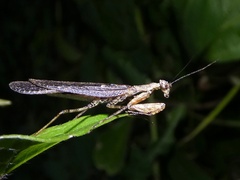 Pseudomiopteryx infuscata