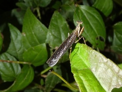 Pseudomiopteryx infuscata